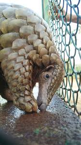 To create a sense of the rate pangolin scales are sold at,. Out Of India The Illegal Trade Routes For Pangolin Trafficking