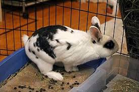 We did not find results for: Litter Training Wabbitwiki