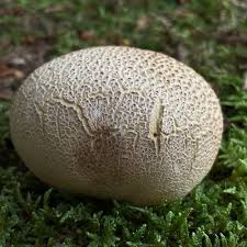 Image result for Scleroderma citrinum