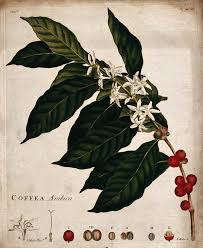 Image result for Coffea schliebenii