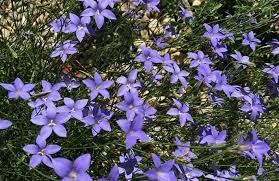 Image result for Wahlenbergia erecta