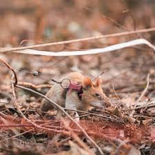 Magawa, the hero rat of Cambodia, retires after five years of detecting  landmines | Esquire Middle East