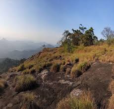 Image result for Globimetula rubripes