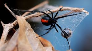 Their bite can be deadly. Size Matters In Black Widow Spider Sexual Cannibalism The World From Prx