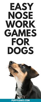 Three Simple Nose Work Games To Play With Your Dog Puppy Leaks Dog Training Dog Training Obedience Nose Work