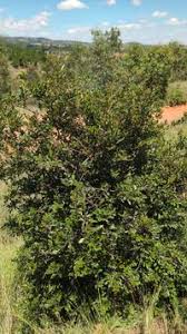 Image result for Aphloia theiformis