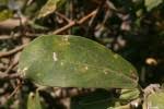 Image result for Ficus stuhlmannii