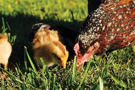 Raising Chickens And Poultry For Home Pest Control Best Pest Control Insect Control Pest Control