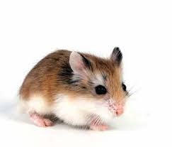 Gambar unicorn hitam putih.berbagai gambar hitam putih dibawah ini juga bisa kalian jadikan sebagai status whatsapp instagram foto profil facebook atau dijadikan sebagai wallpaper handphone kalian. Berminat Memelihara Hamster Spesis Hamster Malaysia Facebook