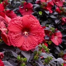 Image result for Hibiscus kirkii
