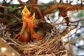 Baby Eagle Development Hdontap Com