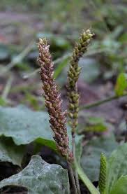 Image result for Plantago