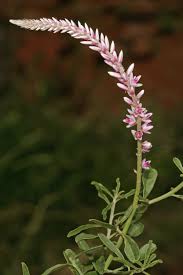 Image result for Hermbstaedtia