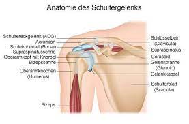 Schleimbeutelentzundung Der Schulter Subakromiale Bursitis Www Gelenk Doktor De