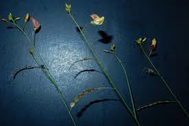 Image result for Aeschynomene pawekiae