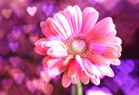 Flowers cute cute flowers high definition picture cat flower beautiful green leaves dog animal animals leaves background high definition pictures petals beautiful flower tulips green people postcards dew. Cute Flower Heart Petal Pink Inspiring Picture On Favim Com