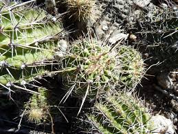 Image result for Cavacoa aurea