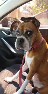 Symptoms of lung cancer are coughing (which may also produce phlegm or blood), exercise intolerance (lethargy), weight loss or loss of appetite, and occasionally dogs with lung cancer will limp or show signs of lameness. Reddit Meet Roxie She Was Just Diagnosed With Lung Cancer On Monday Boxer