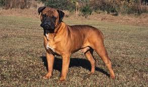The bullmastiff is a large, powerful dog related to the english bulldog. Bullmastiff Dog Breed Information