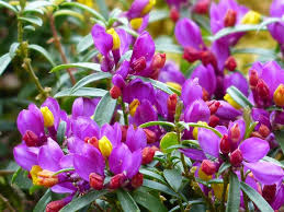 Image result for Polygala gazensis