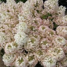 Image result for Gaertnera paniculata