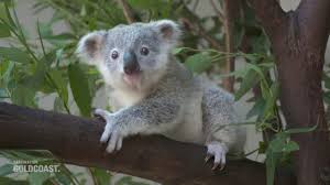 A baby koala is called joey. Baby Boom Of Koalas At Dreamworld Youtube