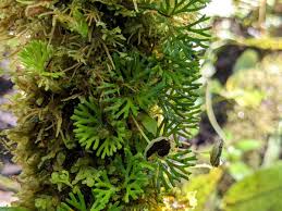 Image result for Elaphoglossum kivuense