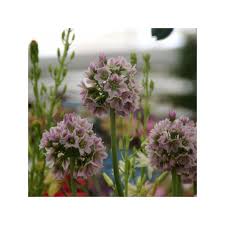 Image result for Nectaropetalum