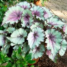 Image result for Begonia nyassensis