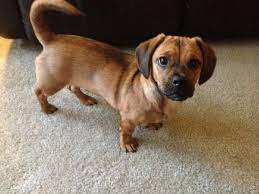 10 Interesting Mixed Pug Breeds - Land Of Pugs Pug Breed Mixed Breed Dogs Cute Puppies And Kittens