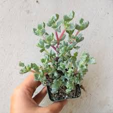 The plant trails and looks great in a hanging baskets. Pink Ice Plant Sandstone Vygie Succulent Care Guide Succulents Box