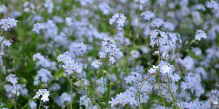 Maybe you would like to learn more about one of these? 12 Colorado Wildflowers To Look For This Spring