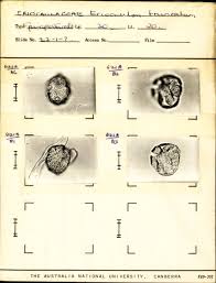Image result for Eriocaulon truncatum
