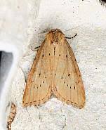 Image result for Photedes minima