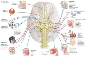 Learn tamil through english with simple. Names Functions And Locations Of Cranial Nerves