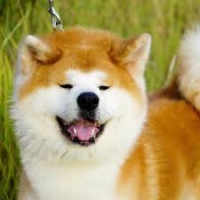 After doge's disappointing weekend and a big surge for shib on binance, analysts are sitting up in their seats. Shiro Ookami Kennel Japanese Akita Inu Shiba Inu Videos Facebook