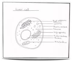 The diagram, like the one above, will include labels of the major parts of an animal cell including the cell membrane, nucleus, ribosomes, mitochondria, vesicles, and cytosol. Ib Biology Notes 2 3 Eukaryotic Cells