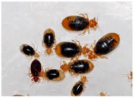 Insects Free Full Text Effect Of Moxidectin On Bed Bug Feeding Development Fecundity And Survivorship Html