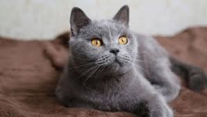 Untuk menemukan nama yang tepat untuk kucing anda, jadi berikut ini daftar nama lucu kucing jantan dan betina yang bagus berserta artinya. Nama Kucing Kelabu British 11 Gambar Nama Samaran Yang Cantik Dan Lucu Yang Boleh Dipanggil Warna Kelabu Anak Kucing British