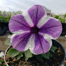 Profile for Penny's Tendercare Greenhouse