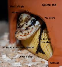 Fluffzilla Msdrago Made A Snek Meme Ur In My Squish