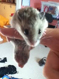 In this article we will talk a little about the pregnancy of these little rodents that have become very popular pets in recent decades and show you how to know if the hamster is pregnant. Signs Of A Pregnant Hamster Hamster Pregnancy Care Hamster Hideout Forum