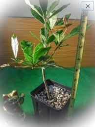 The miracle fruit farm's munai™ tablets are now available through the pharmacy of the miami cancer institute. Buy Miracle Fruit Trees For Sale Pepesplants Com Tropical Fruit Trees For Sale Online At Pepe S Fruit Trees