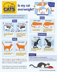And even that can't predict what your cat should weigh. Cat Obesity How To Keep Your Cat Healthy Cats Protection