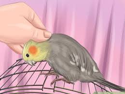 Why Are My Cockatiels Tail Feathers Not Growl G : R/Cockatiel