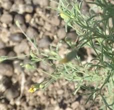 Image result for Schkuhria pinnata