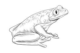 Colored pencils vary greatly in price and quality. How To Draw A Frog An Instructional Guide To Easy Frog Drawing