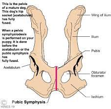 12 photos of the pelvic bone anatomy. Image Result For Dog Ischium Pelvis Anatomy Hip Anatomy Anatomy