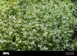 Image result for Euphorbia graminea