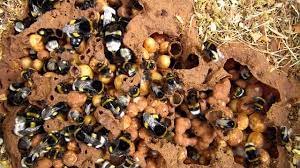 Les bourdons peuvent faire peur. Nids De Bourdon Terrestre Bombus Terrestris Youtube